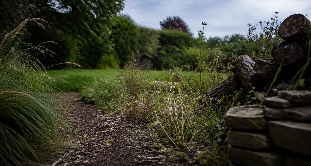 Jardin sauvages : allée et zone peu tondue avec fleurs spontanées